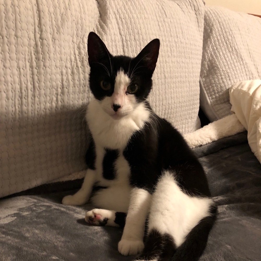 Meet your Posher, Alban